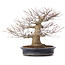 Acer palmatum, 27,5 cm, ± 25 Jahre alt, in einem handgefertigten japanischen Topf von Reihou