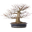 Acer palmatum, 27,5 cm, ± 25 years old, in a handmade Japanese pot by Reihou