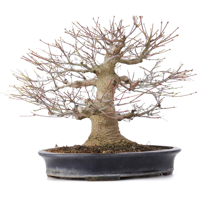 Acer palmatum, 27,5 cm, ± 25 jaar oud, in handgemaakte Japanse pot van Reihou