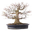 Acer palmatum, 27,5 cm, ± 25 años, en maceta japonesa hecha a mano por Reihou