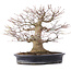 Acer palmatum, 27,5 cm, ± 25 years old, in a handmade Japanese pot by Reihou