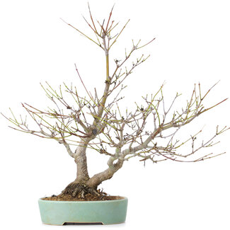 Acer palmatum, 33,5 cm, ± 15 anni