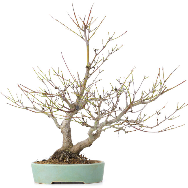 Acer palmatum, 33,5 cm, ± 15 jaar oud