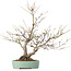Acer palmatum, 33,5 cm, ± 15 ans