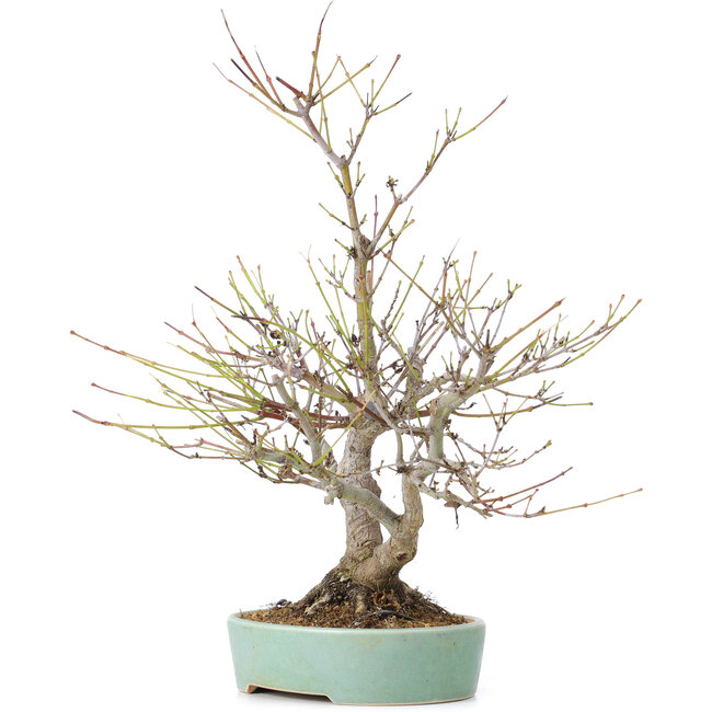 Acer palmatum, 33,5 cm, ± 15 anni