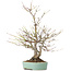 Acer palmatum, 33,5 cm, ± 15 jaar oud