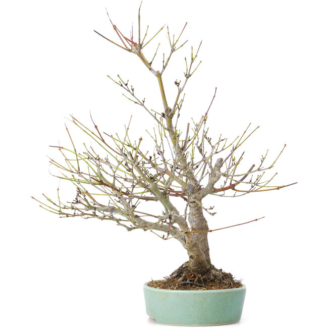 Acer palmatum, 33,5 cm, ± 15 años