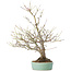 Acer palmatum, 33,5 cm, ± 15 anni