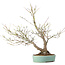 Acer palmatum, 33,5 cm, ± 15 anni