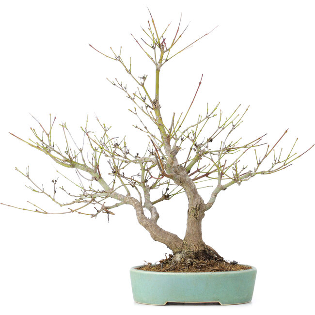 Acer palmatum, 33,5 cm, ± 15 anni