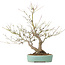 Acer palmatum, 33,5 cm, ± 15 anni