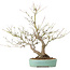 Acer palmatum, 33,5 cm, ± 15 ans