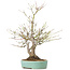 Acer palmatum, 33,5 cm, ± 15 anni