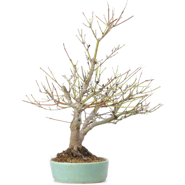 Acer palmatum, 33,5 cm, ± 15 years old