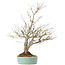 Acer palmatum, 33,5 cm, ± 15 ans