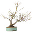 Acer palmatum, 33,5 cm, ± 15 anni