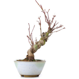 Acer palmatum, 19 cm, ± 10 anni