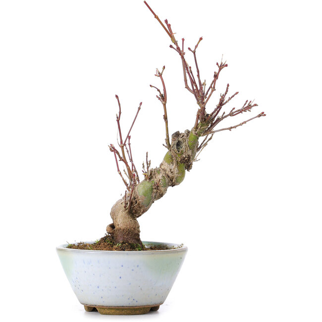 Acer palmatum, 19 cm, ± 10 años