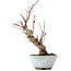 Acer palmatum, 19 cm, ± 10 jaar oud