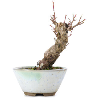 Acer palmatum, 13,5 cm, ± 10 ans
