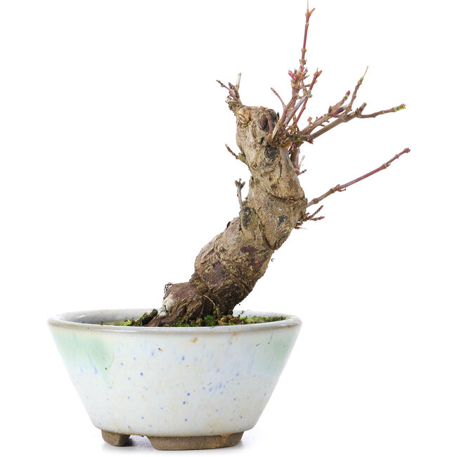 Acer palmatum, 13,5 cm, ± 10 anni