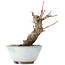 Acer palmatum, 13,5 cm, ± 10 ans