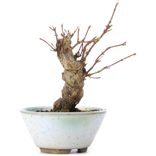 Acer palmatum, 13,5 cm, ± 10 years old