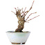 Acer palmatum, 13,5 cm, ± 10 jaar oud