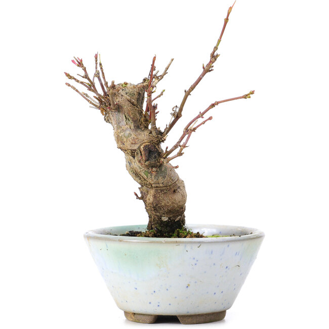 Acer palmatum, 13,5 cm, ± 10 ans