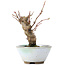 Acer palmatum, 13,5 cm, ± 10 ans