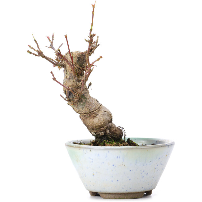 Acer palmatum, 13,5 cm, ± 10 ans