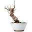Acer palmatum, 13,5 cm, ± 10 años