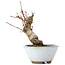 Acer palmatum, 13,5 cm, ± 10 jaar oud