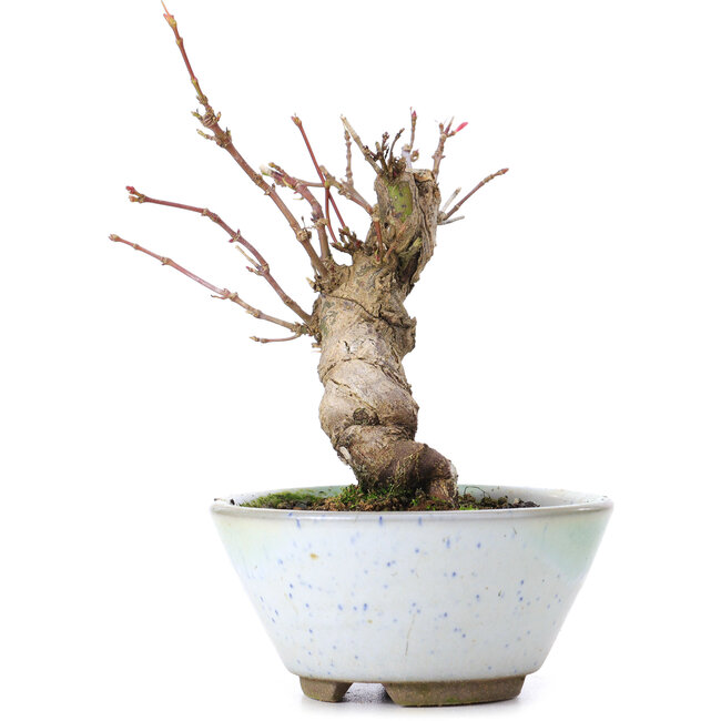 Acer palmatum, 13,5 cm, ± 10 years old