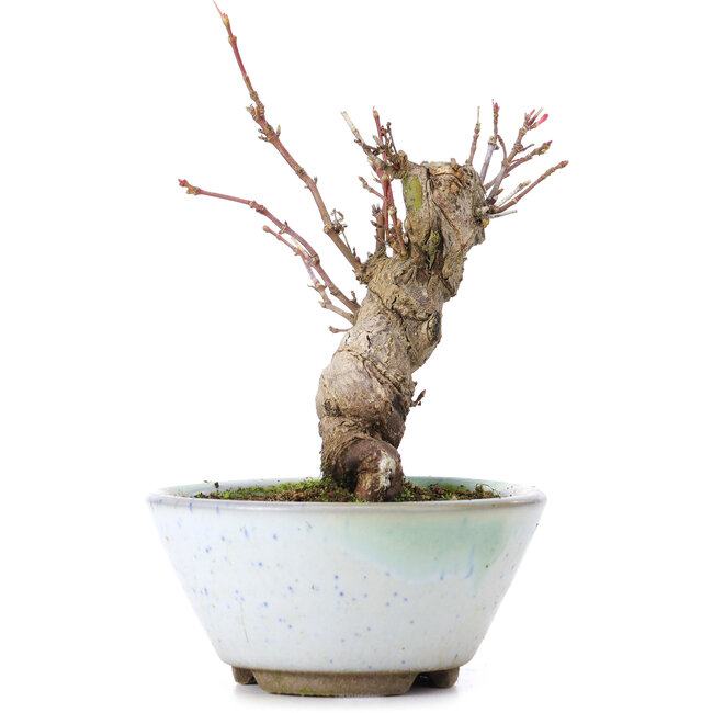 Acer palmatum, 13,5 cm, ± 10 jaar oud