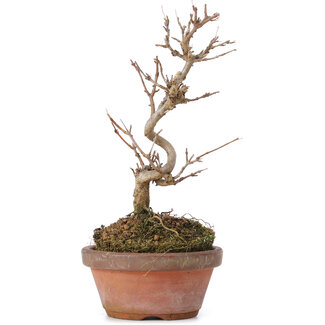 Acer buergerianum, 17,5 cm, ± 8 jaar oud