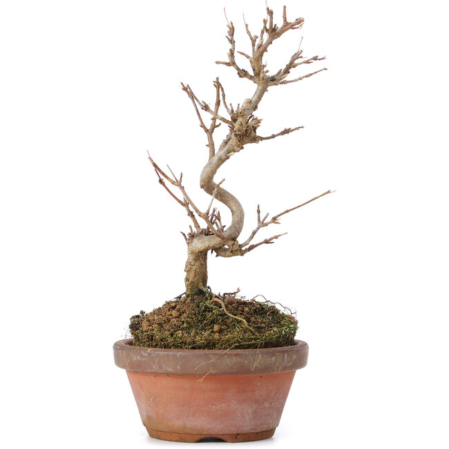 Acer buergerianum, 17,5 cm, ± 8 anni