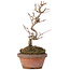Acer buergerianum, 17,5 cm, ± 8 years old