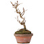 Acer buergerianum, 17,5 cm, ± 8 Jahre alt