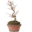 Acer buergerianum, 17,5 cm, ± 8 Jahre alt