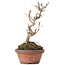 Acer buergerianum, 17,5 cm, ± 8 Jahre alt