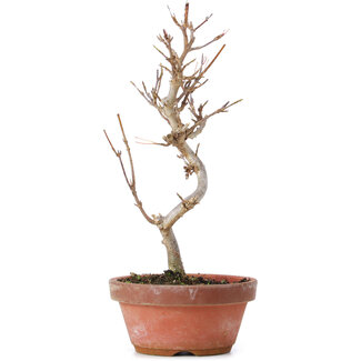 Acer buergerianum, 20 cm, ± 8 ans