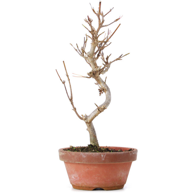 Acer buergerianum, 20 cm, ± 8 ans