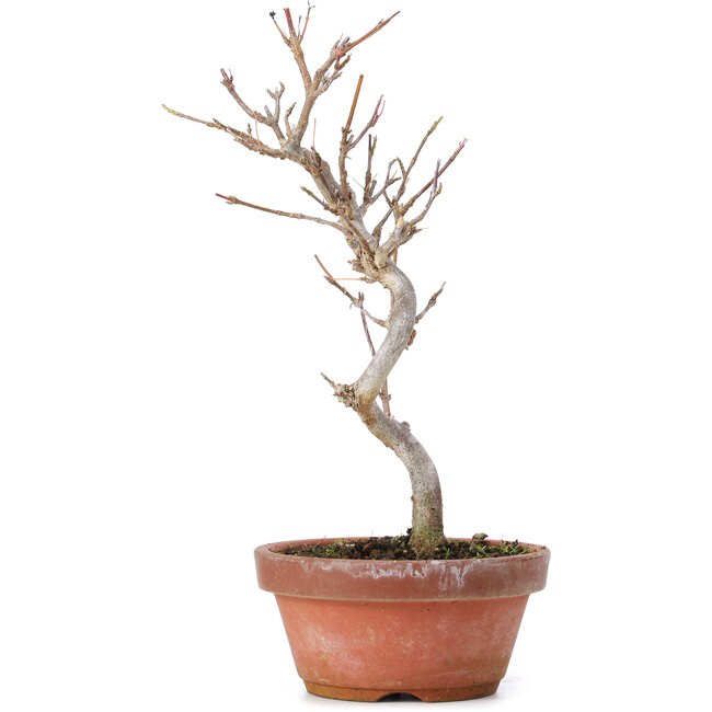 Acer buergerianum, 20 cm, ± 8 anni