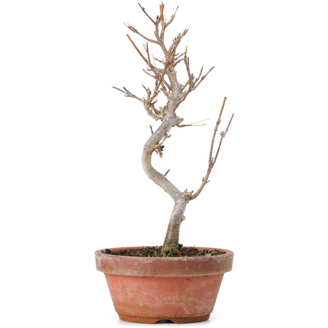 Acer buergerianum, 20 cm, ± 8 years old