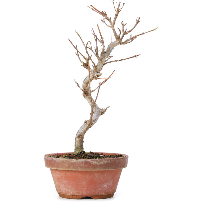 Acer buergerianum, 20 cm, ± 8 ans