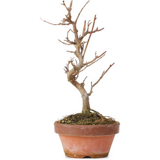 Acer buergerianum, 20 cm, ± 8 anni