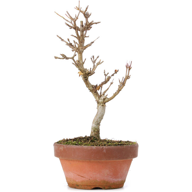 Acer buergerianum, 19 cm, ± 8 Jahre alt