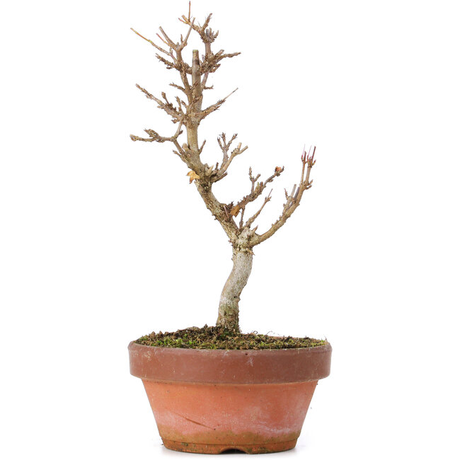 Acer buergerianum, 19 cm, ± 8 years old