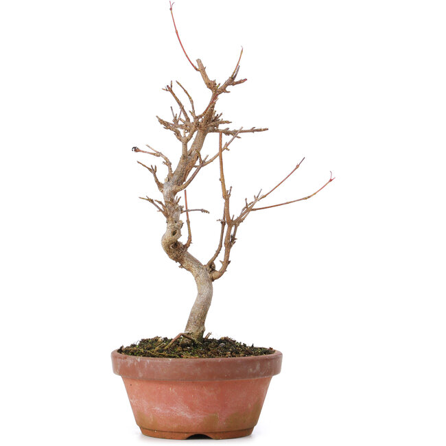 Acer buergerianum, 20 cm, ± 8 jaar oud